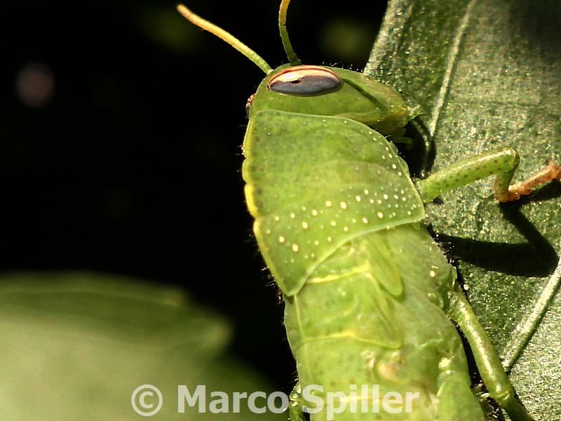 Anacridium aegyptium (ninfa)